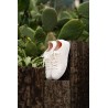 Swims Breeze Tennis Knit white | Skolyx